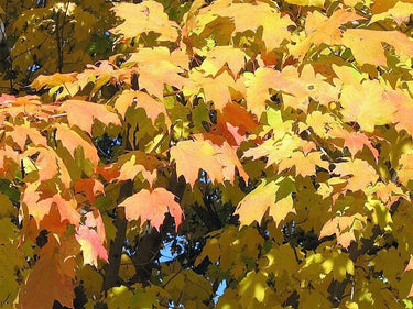 25 SUGAR MAPLE Syrup TREE Native Rock Fall Color Acer Saccharum Seeds